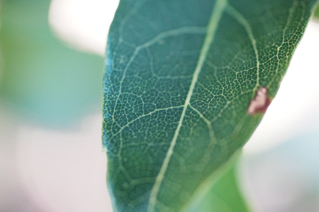 希少 Nikon AF Micor-Nikkor 55mm F2.8