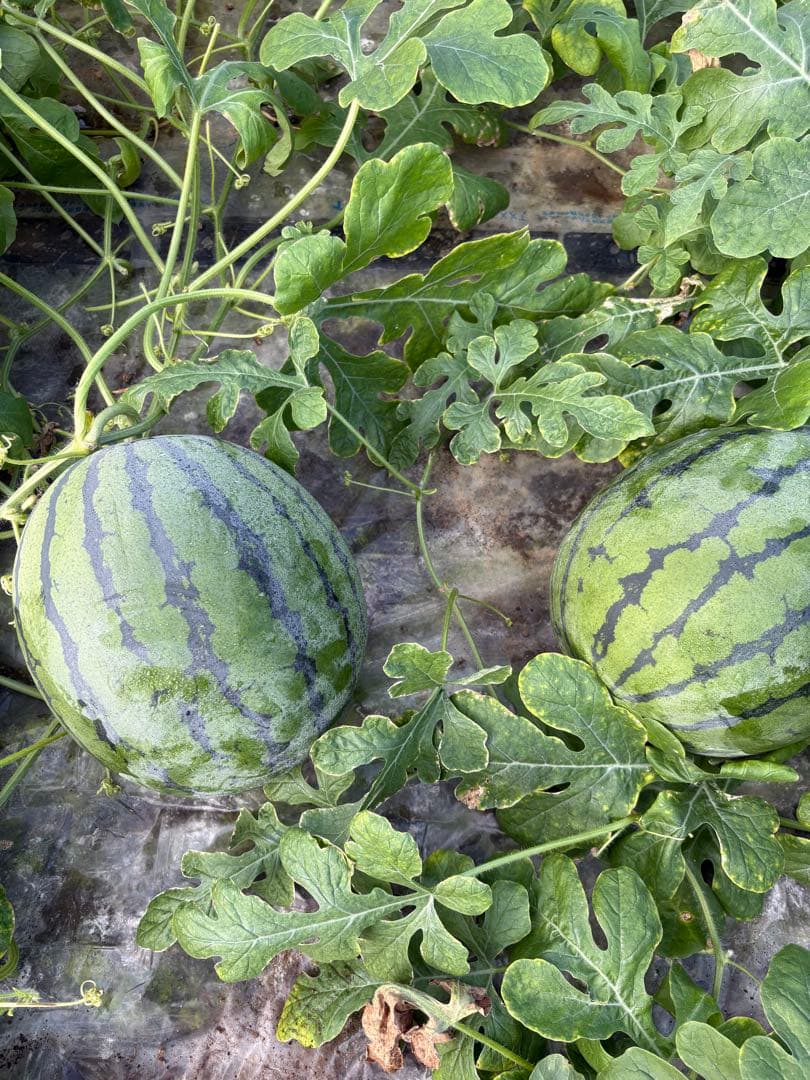 ♥️値段交渉大歓迎♥️