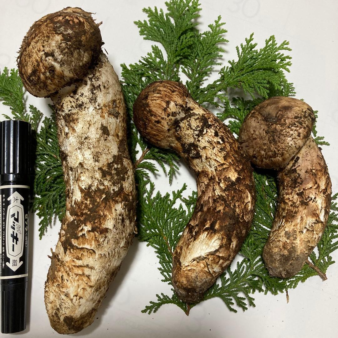 岩手県産　松茸　440g