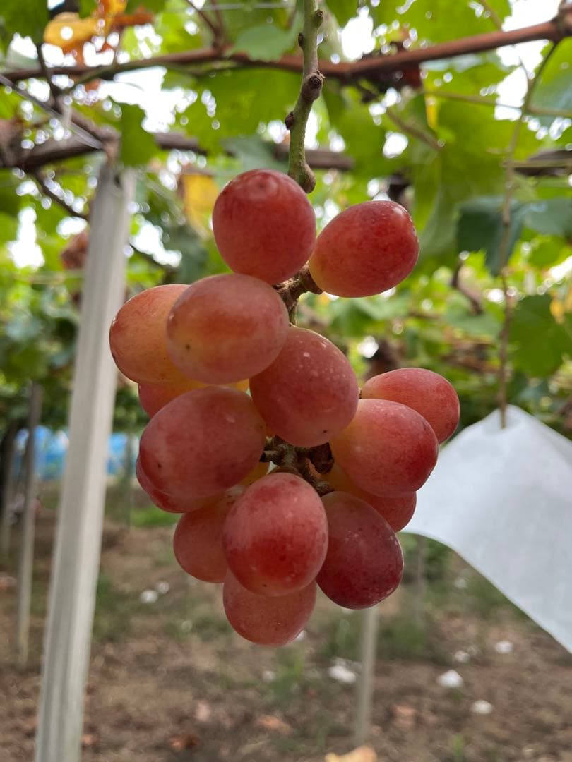 山梨県産　富士の輝き　サンシャインレッド　ナガノパープル　我が道　他3kg