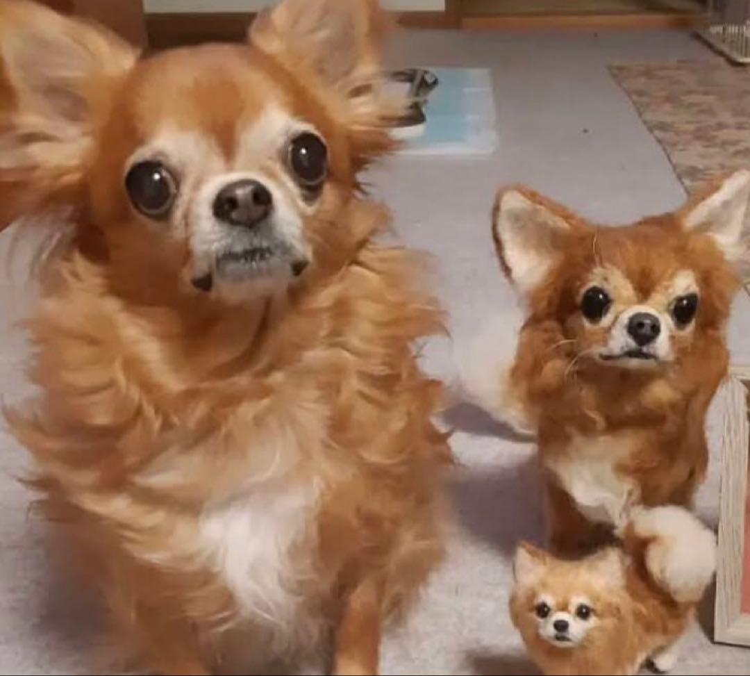 p*o様 わたわたペット　わんこ限定　分身の術　中サイズ　(20センチ程)羊毛フ