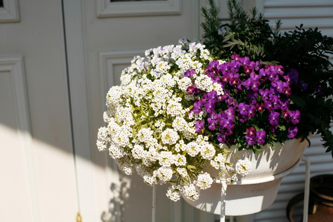 フィルムカメラ Super-Multi-Coated TAKUMAR f1.4 /50 L76