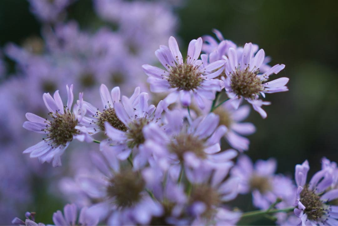 SONY VLOGCAM ZV-E10 (最安値)