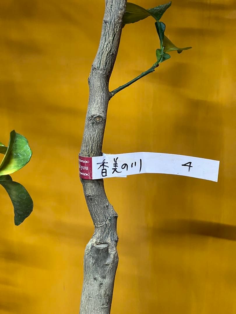 種無しカボス　２点セット