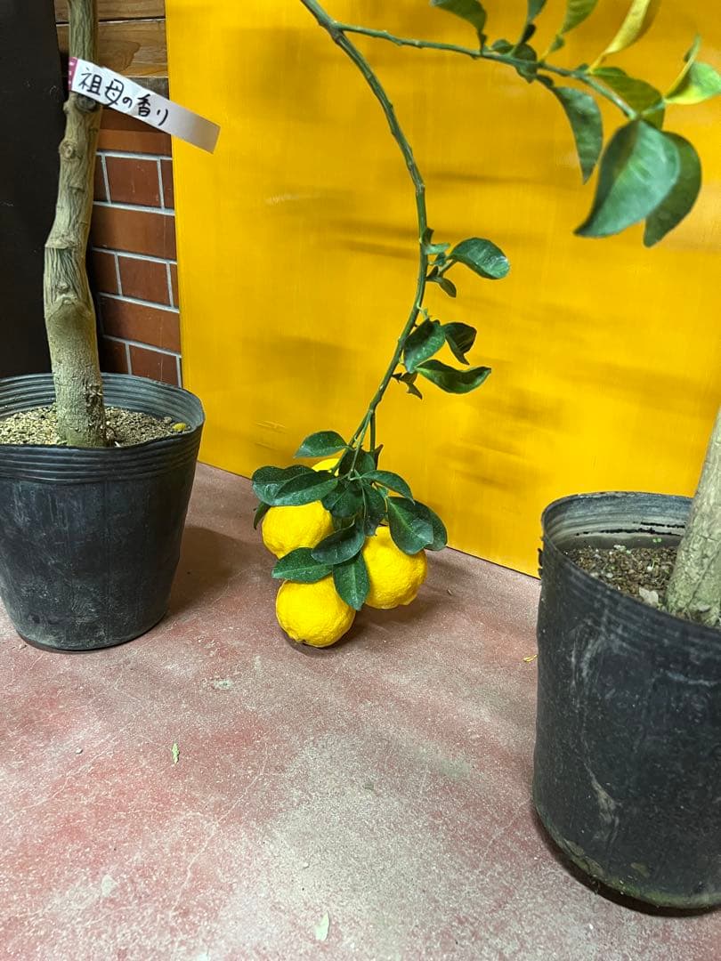 種無しカボス　２点セット