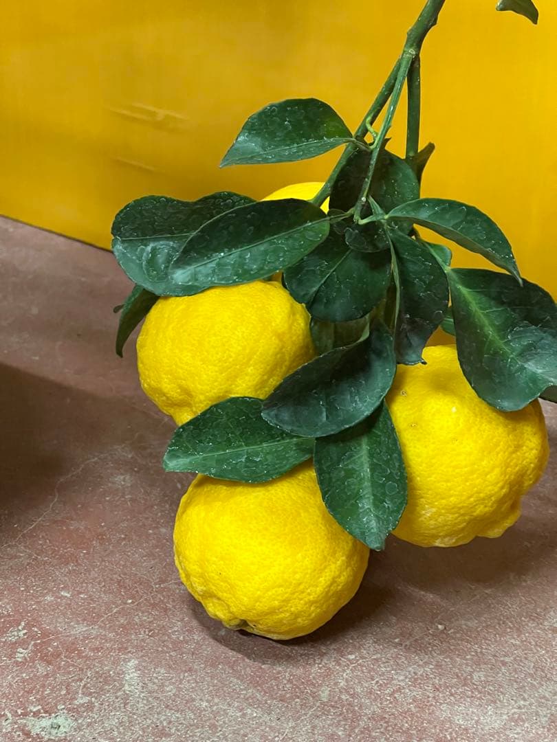 種無しカボス　２点セット