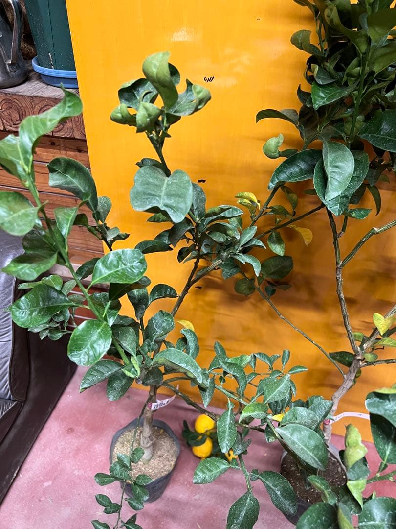 種無しカボス　２点セット