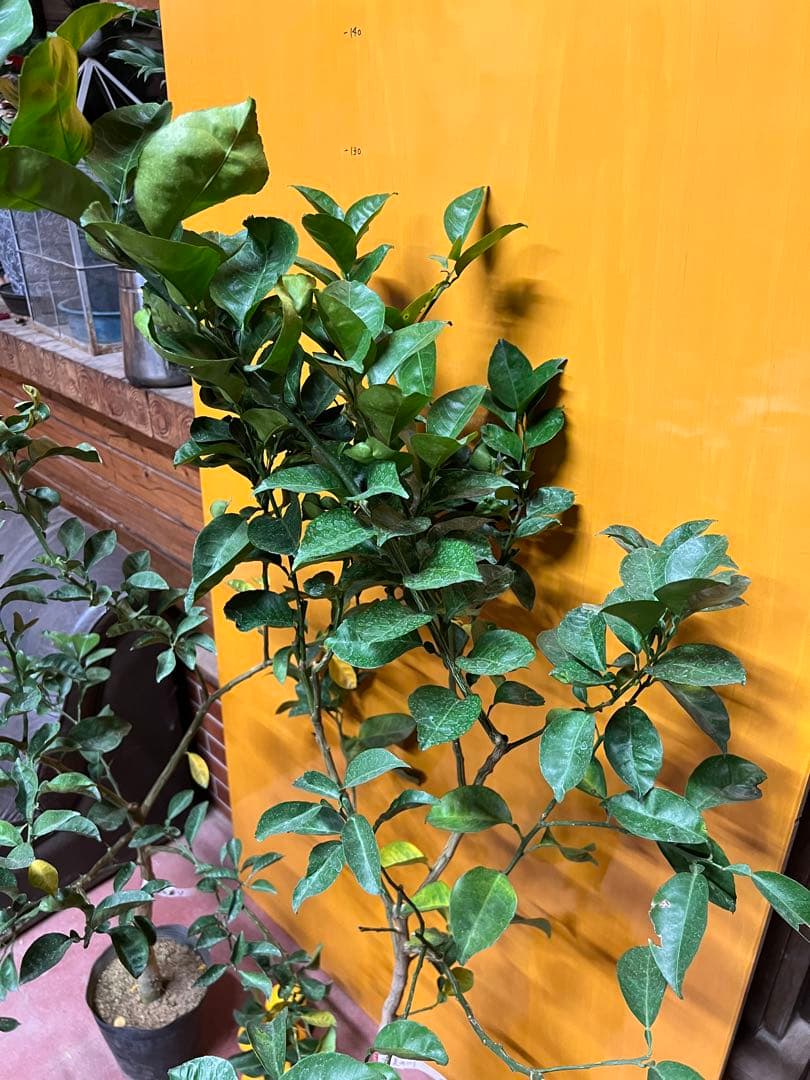 種無しカボス　２点セット