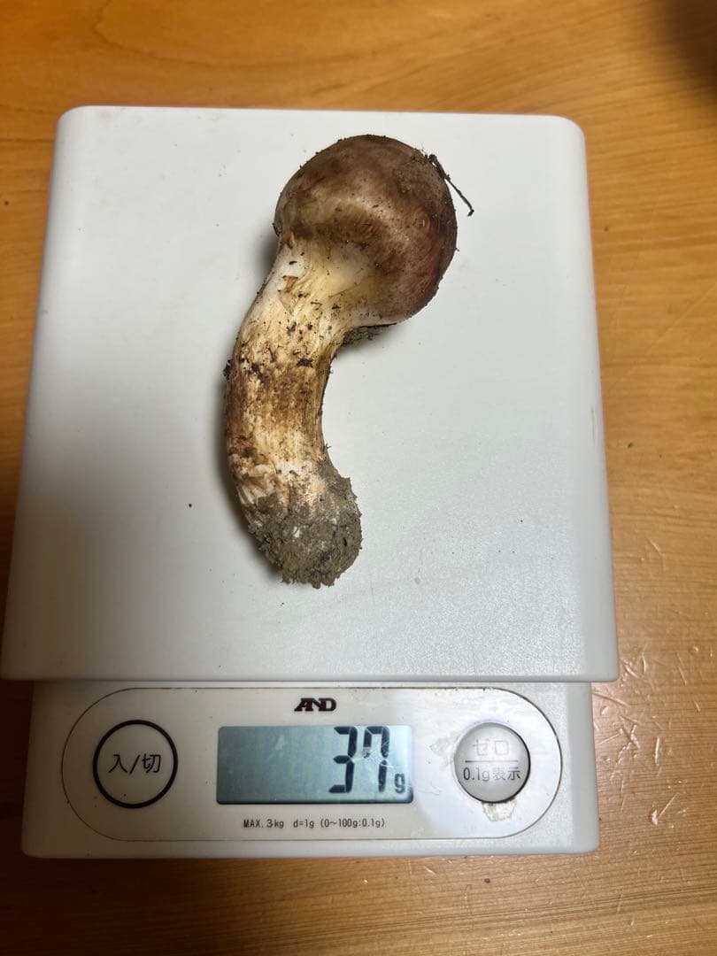 新鮮　国産　長野県上伊那産　松茸　3本セット 109g におまけ一本！！