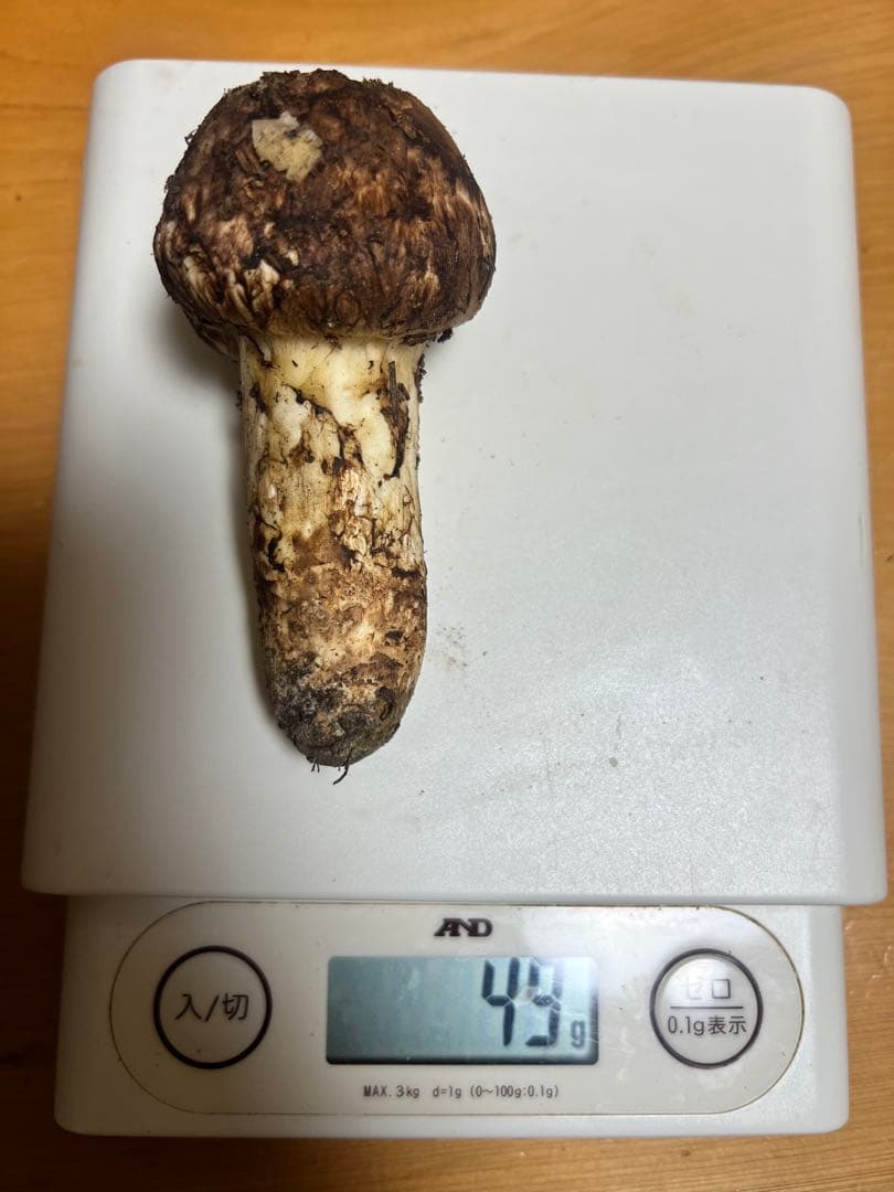 新鮮　国産　長野県上伊那産　松茸　3本セット 109g におまけ一本！！