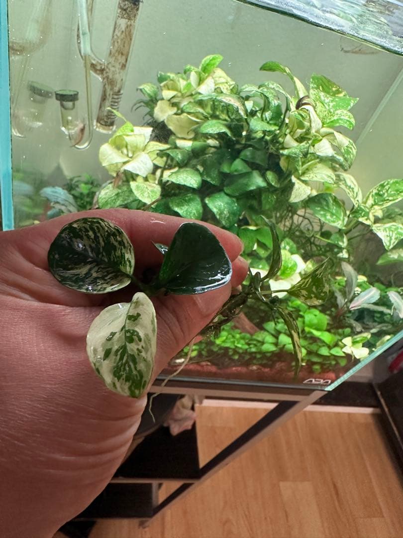 アヌビアスナナ　斑入りキング　5株