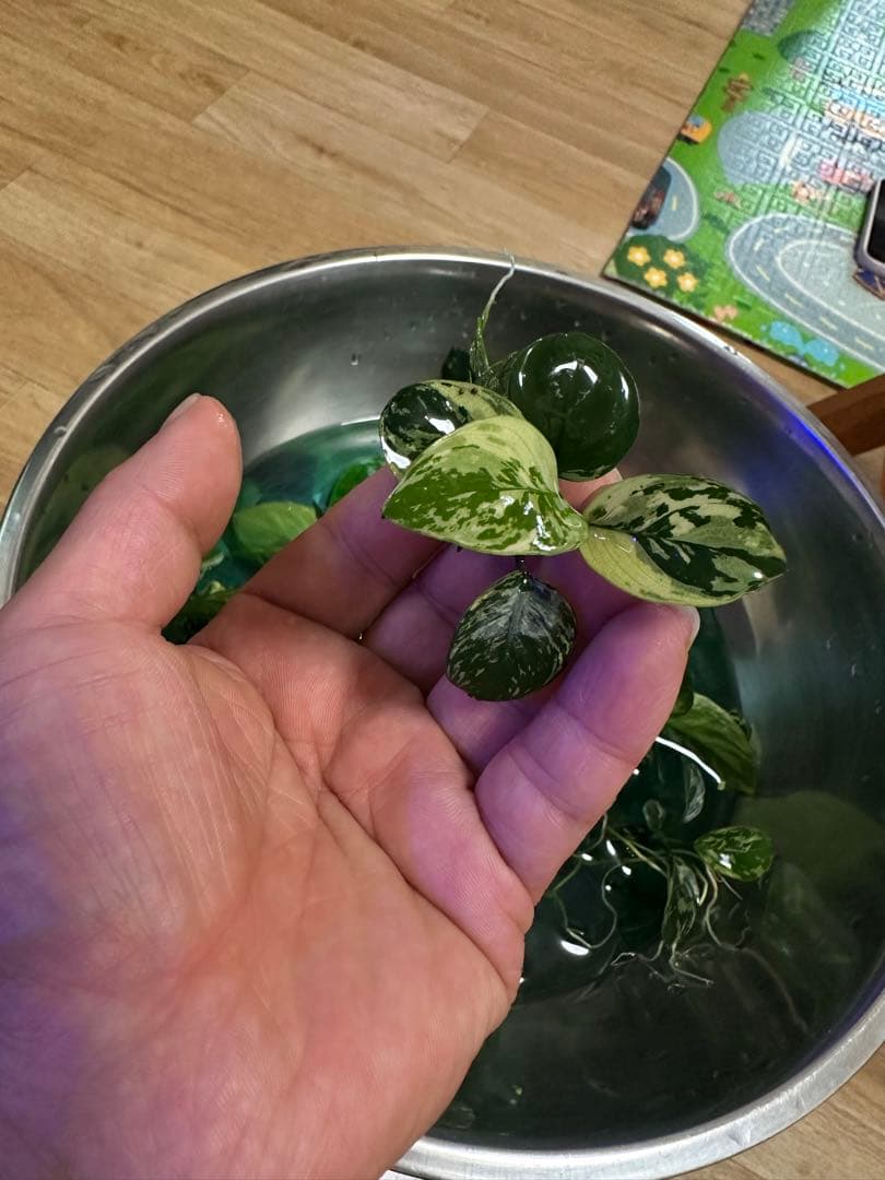 アヌビアスナナ　斑入りキング　5株