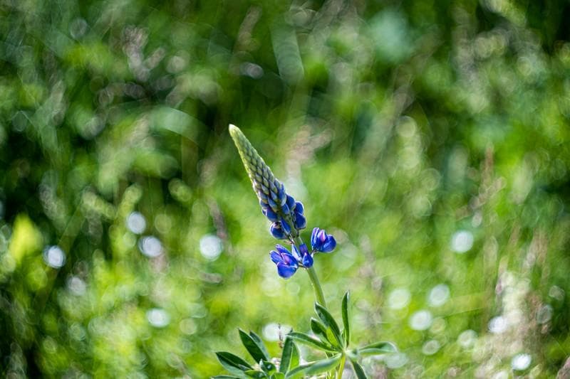 68 未使用　ぐるぐるボケレンズ　ヘリオス　44-2　M42アダプター付