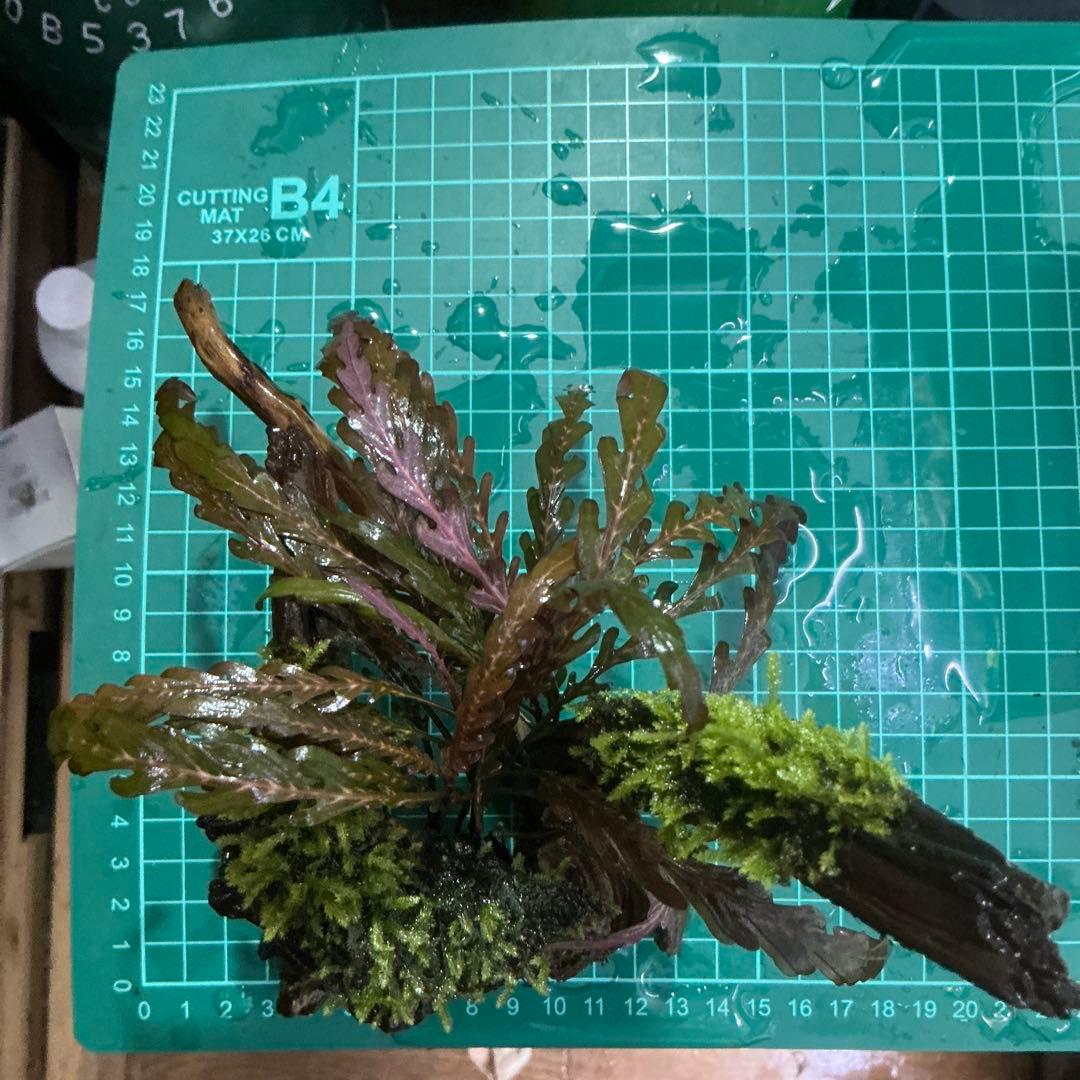 【第四種郵便】ジャイアント南米モス活着ティア付流木12cmとピンナ流木