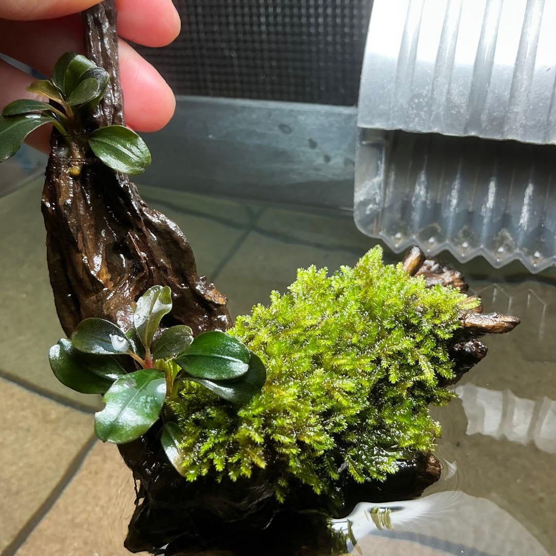 【第四種郵便】ジャイアント南米モス活着ティア付流木12cmとピンナ流木