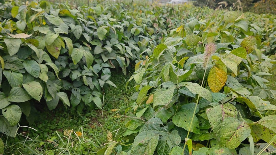 シーズン到来 ５キロです丹波黒豆 黒大豆 黒枝豆 サヤのみ 送料込み