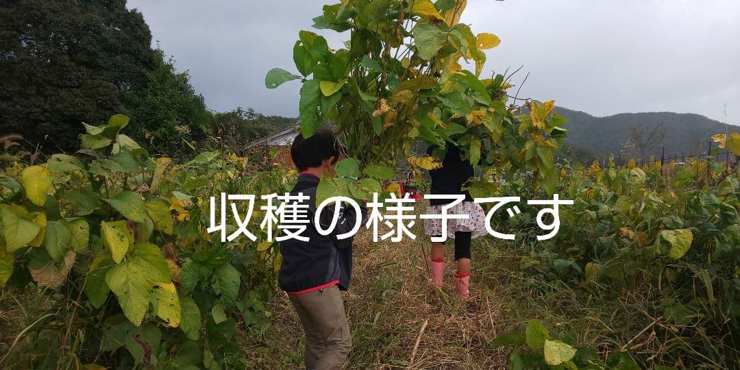 シーズン到来 ５キロです丹波黒豆 黒大豆 黒枝豆 サヤのみ 送料込み