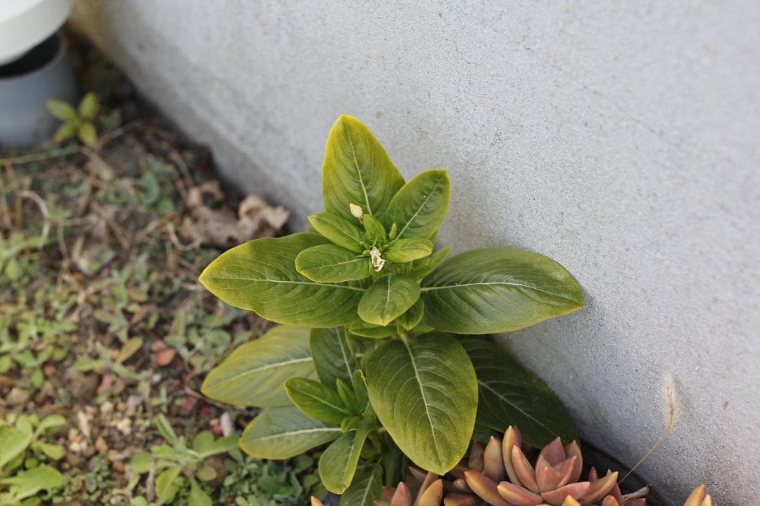 【ほぼ未使用 箱付き】Canon EF 35mm F1.4 L II USM