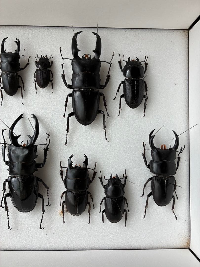 クワガタ標本 セット 標本ケース2個