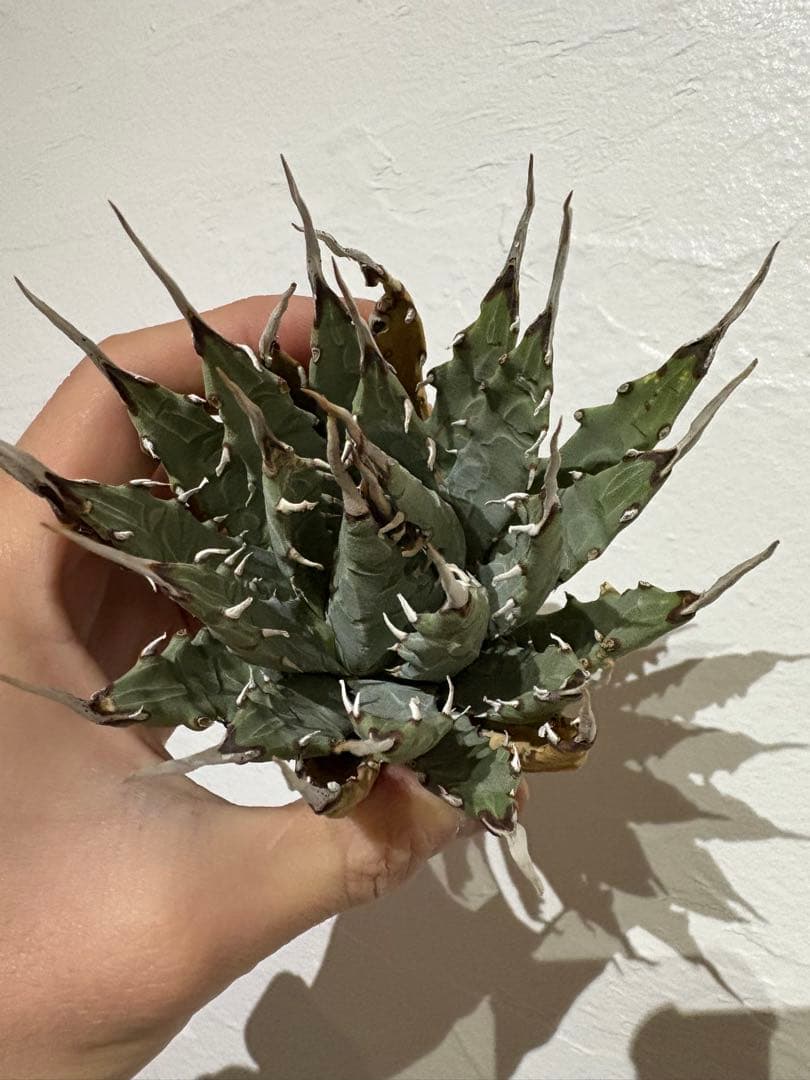 Y*f様 アガベ　ユタエンシス　エボリスピナ