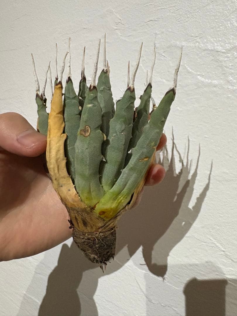 Y*f様 アガベ　ユタエンシス　エボリスピナ