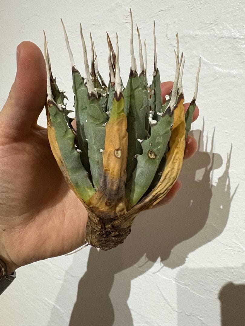 Y*f様 アガベ　ユタエンシス　エボリスピナ