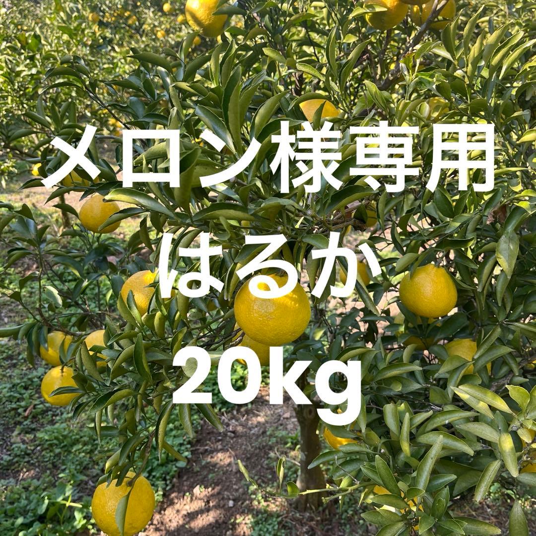 メロンはるか20kg