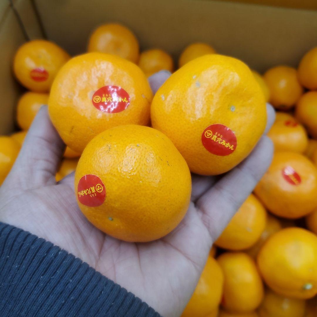 0️⃣0️⃣ 愛媛県産 真穴みかん Sサイズ 箱込み１０キロ①