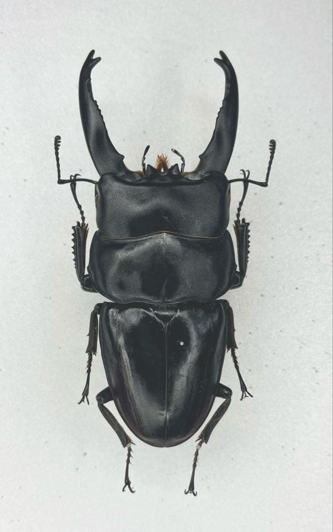 特大アルキデスヒラタクワガタ