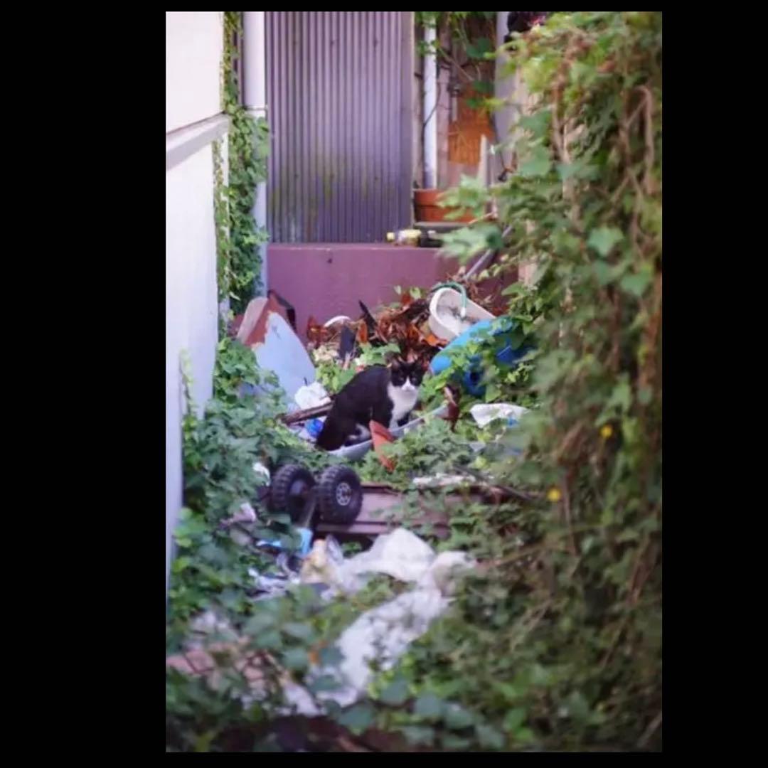 SONYミラーレス用単焦点レンズ55mm F1.4 ボケ味最高！サードパーティ製