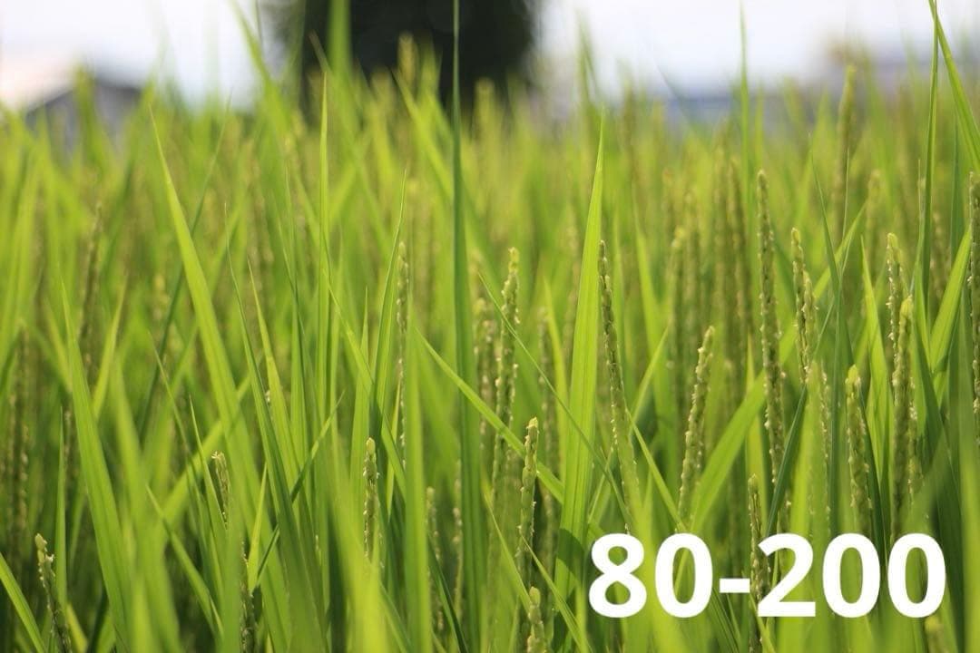 【世界最小一眼レフ】Canon Kiss X7 ダブルレンズセット ショット数少