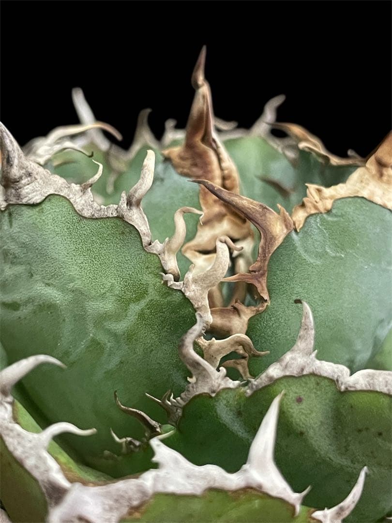 【台湾株】アガベ　チタノタ　白鯨　スパチタ　レア 強棘 OC株