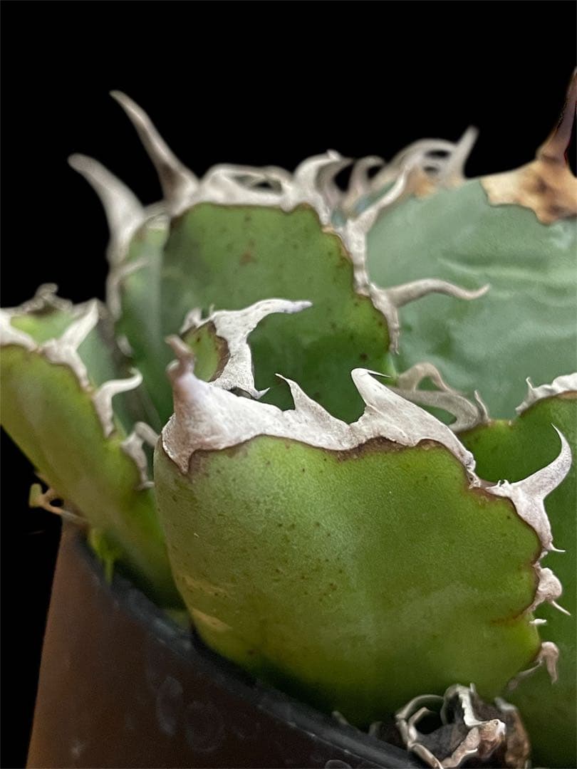 【台湾株】アガベ　チタノタ　白鯨　スパチタ　レア 強棘 OC株