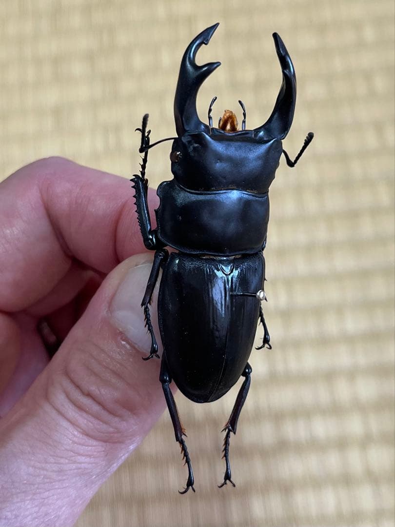 く*ま様 オオクワガタWD 樹液採集個体68㎜