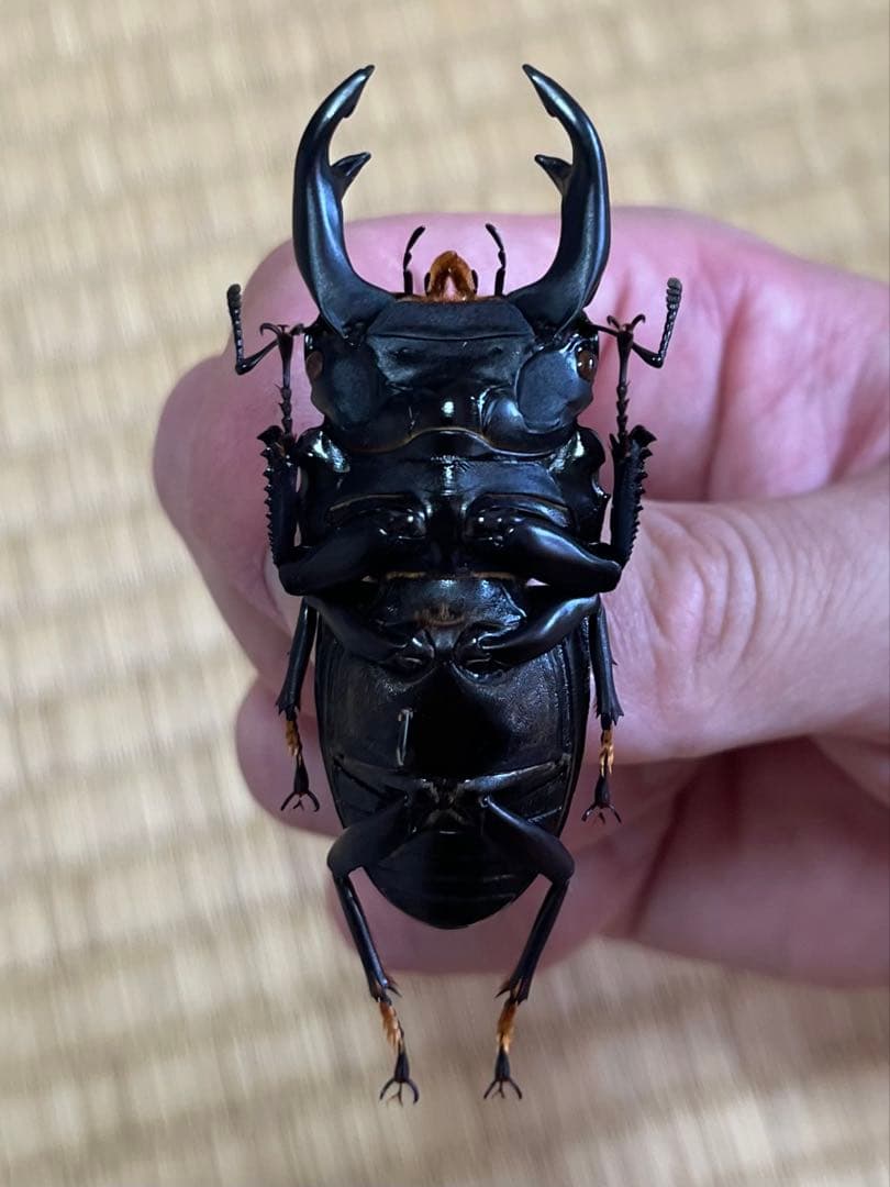 く*ま様 オオクワガタWD 樹液採集個体68㎜