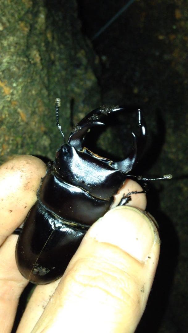 く*ま様 オオクワガタWD 樹液採集個体68㎜