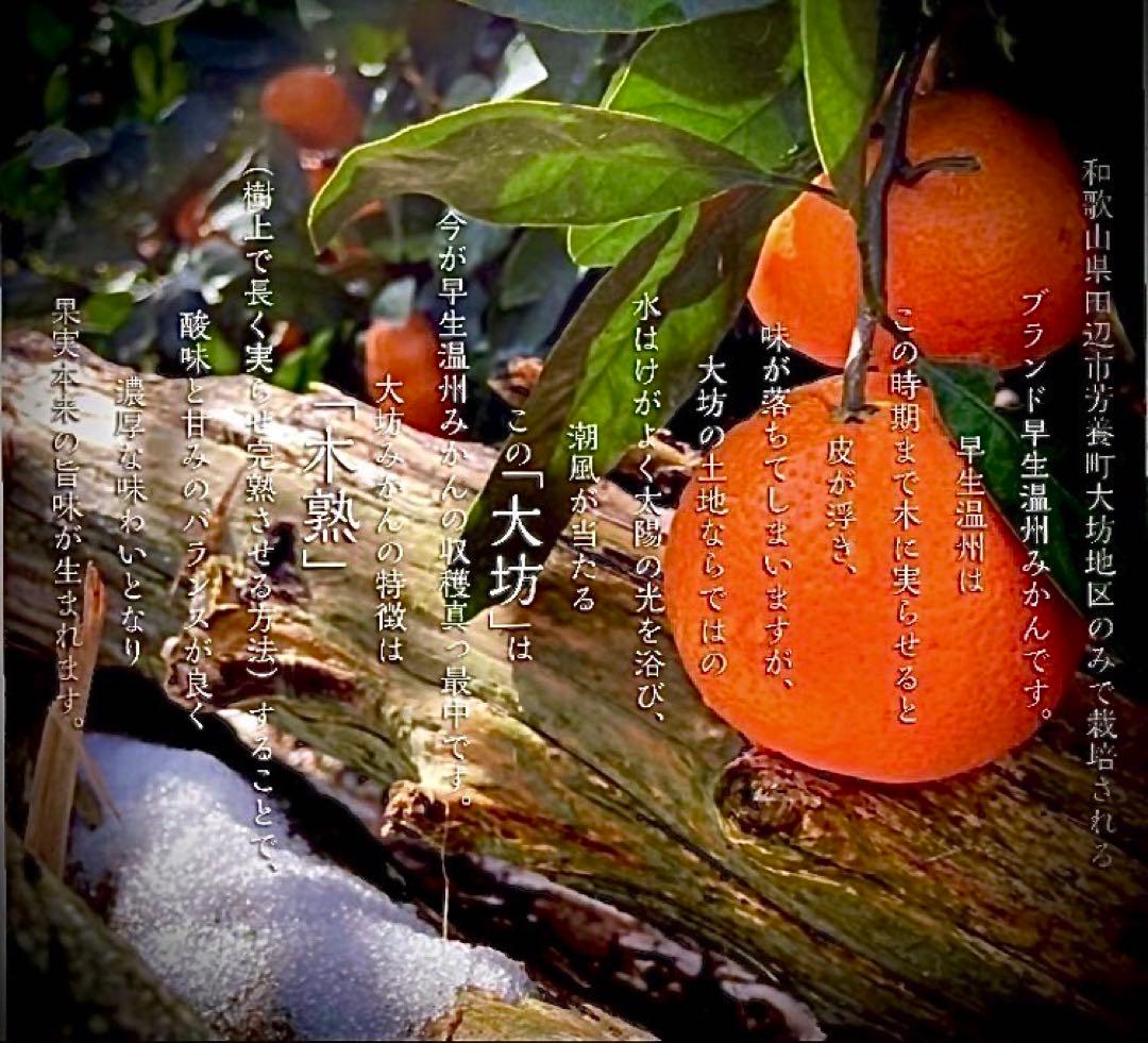 ①温州みかん 樹熟大坊みかん 秀品(贈答品同様)2Sサイズ10kg