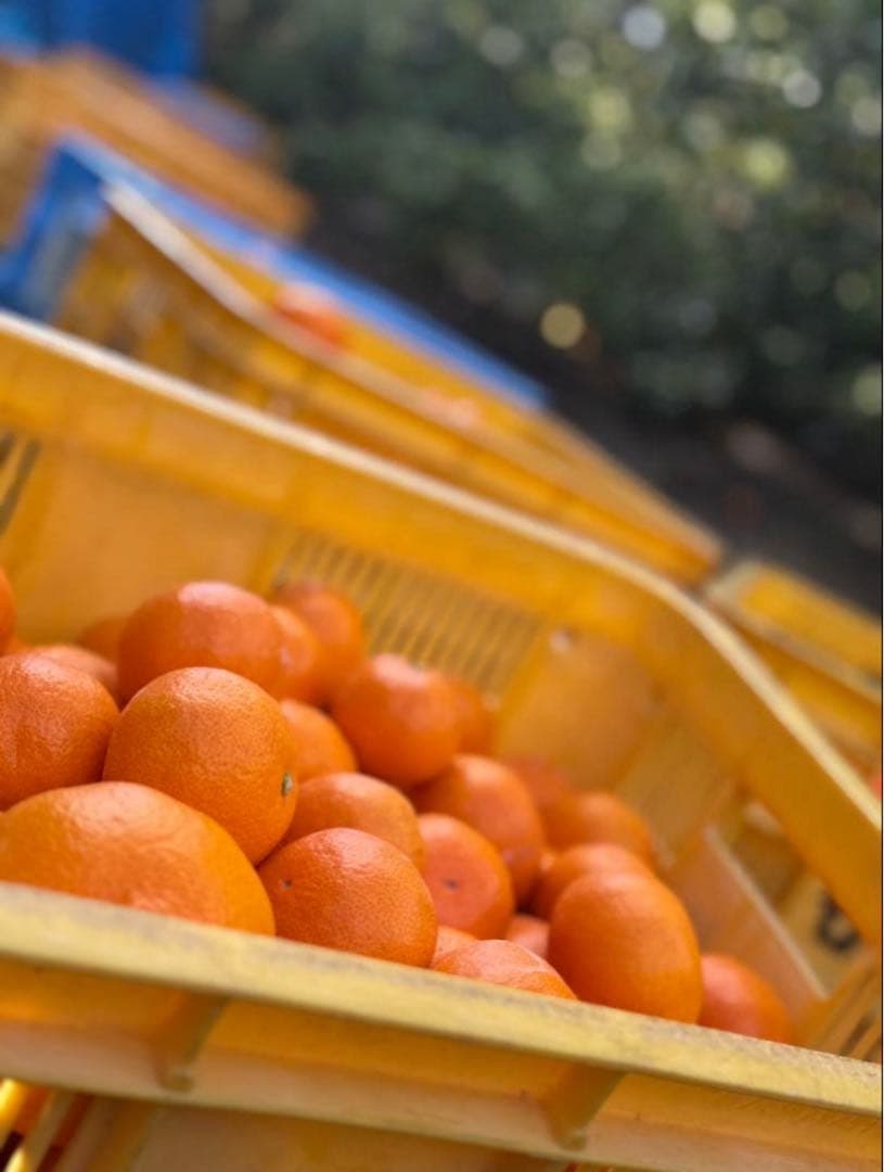 ①温州みかん 樹熟大坊みかん 秀品(贈答品同様)2Sサイズ10kg