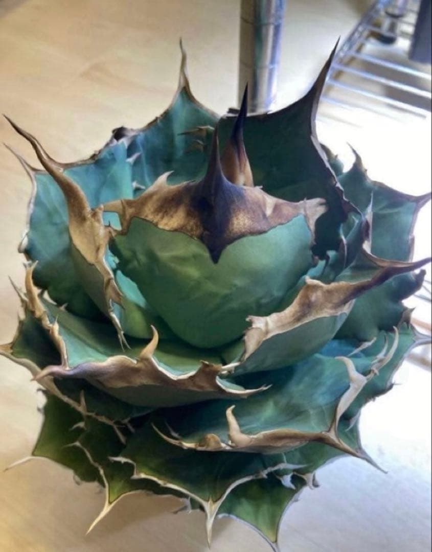 【メルカリ便】 アガベ　チタノタ　キングアーサー　子株　天芽