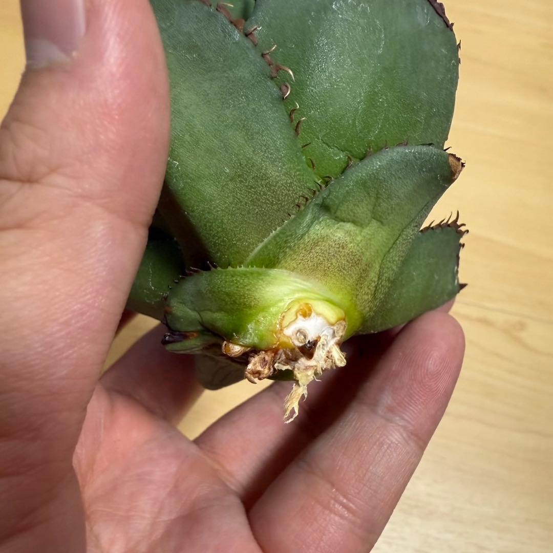 【メルカリ便】 アガベ　チタノタ　キングアーサー　子株　天芽