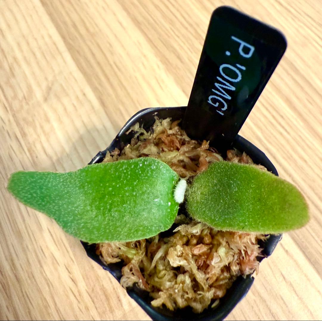 ビカクシダ　セット 金童　OMG　ホワイトギズモ　リドレイドワーフ