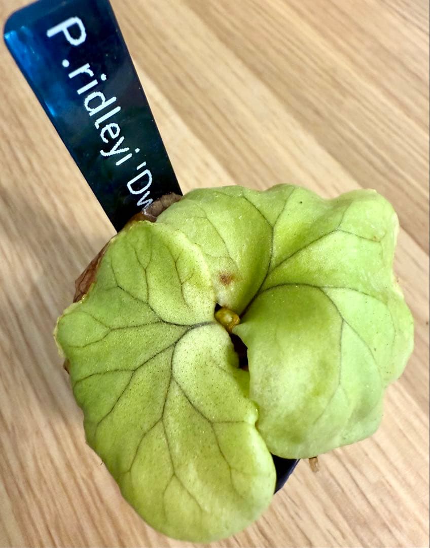 ビカクシダ　セット 金童　OMG　ホワイトギズモ　リドレイドワーフ