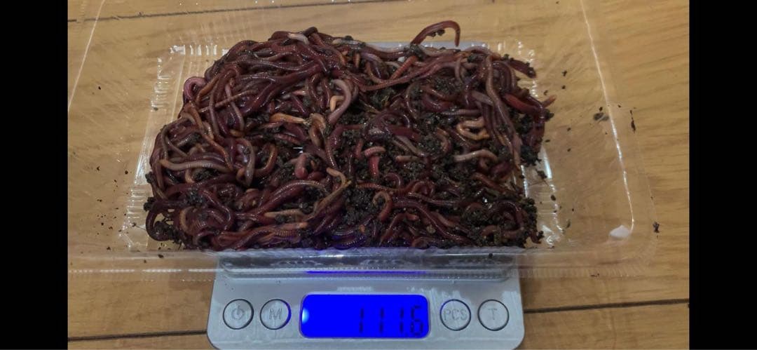 シマミミズ 2000匹　生ゴミ処理、肥料、その他