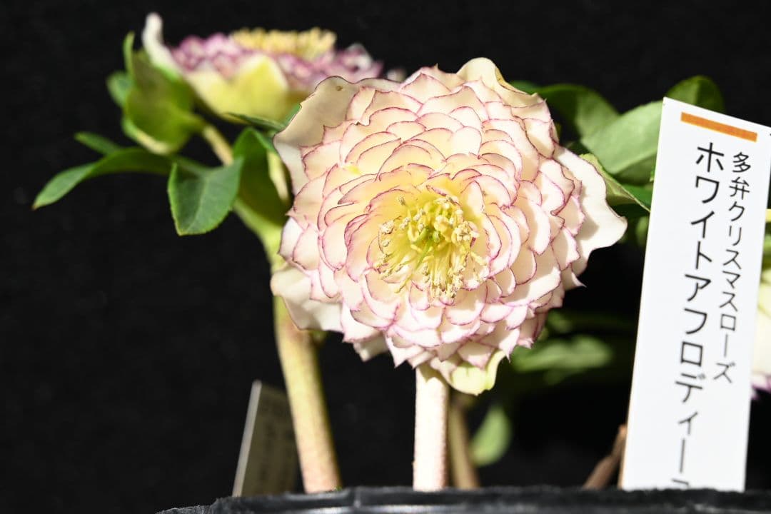 クリスマスローズ　認定ホワイトアフロディーテ　加藤農園