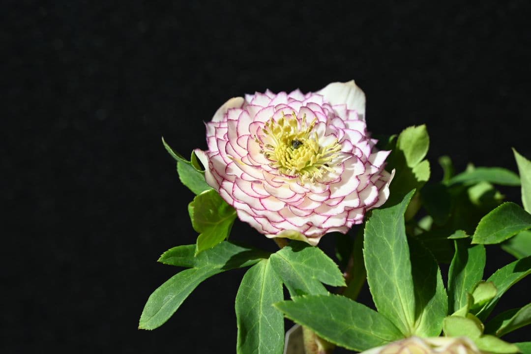 クリスマスローズ　認定ホワイトアフロディーテ　加藤農園