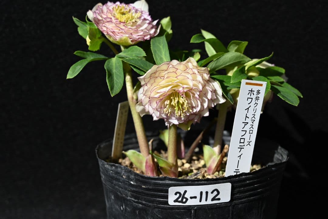 クリスマスローズ　認定ホワイトアフロディーテ　加藤農園