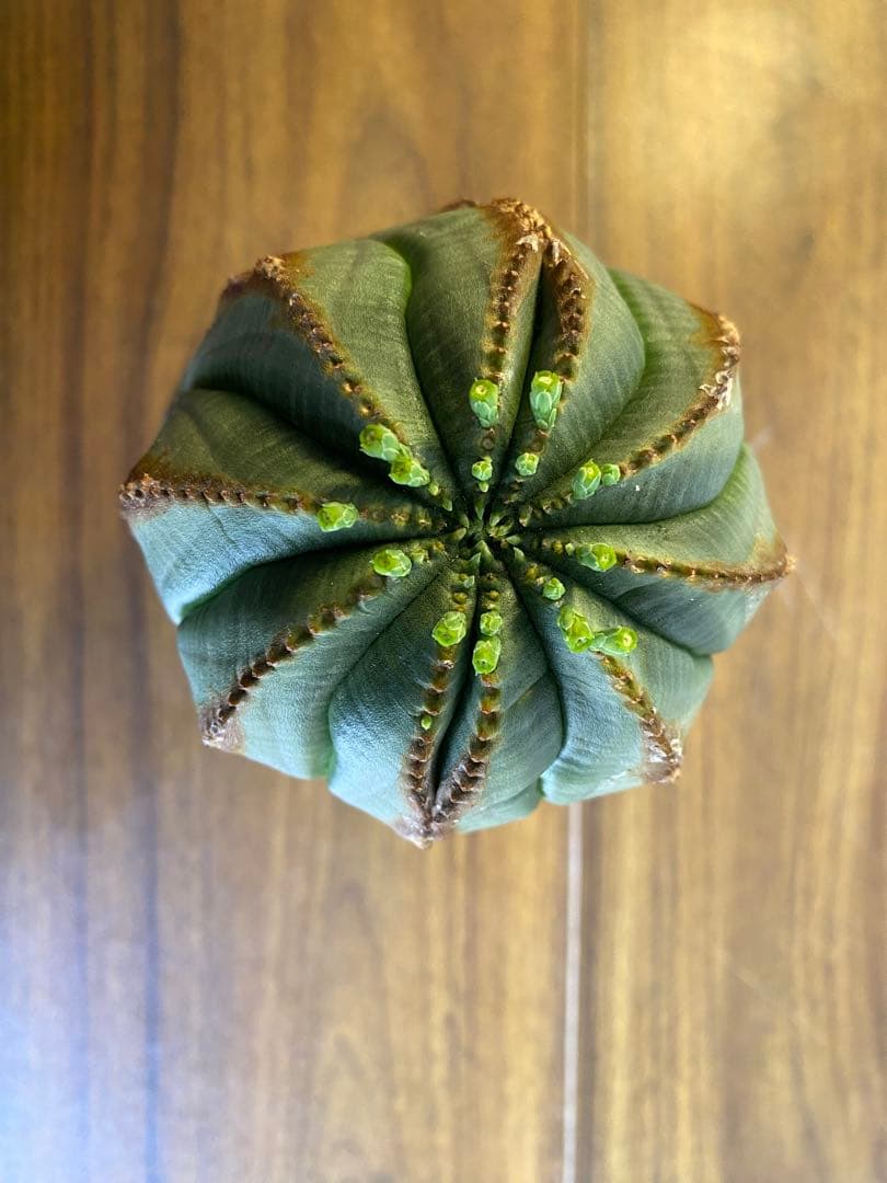 オベサ イタリア産 オス株