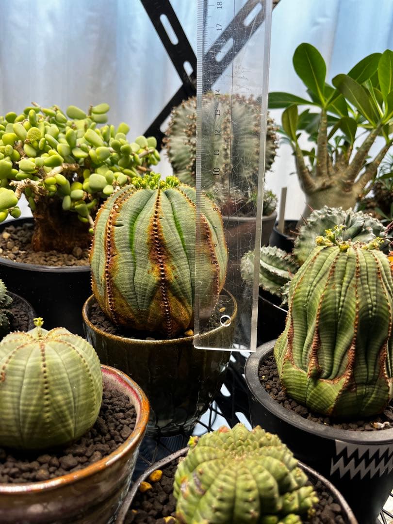 オベサ イタリア産 オス株