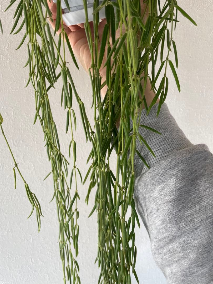 セールホヤ リネアリス Hoya linearis 大苗サクララン　80cm