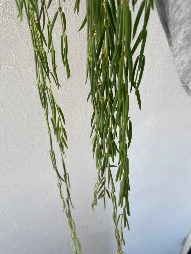 セールホヤ リネアリス Hoya linearis 大苗サクララン　80cm